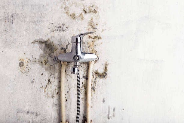 Best DIY Mold Remediation Support Services in Neillsville, WI