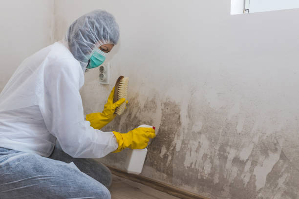 Best Mold Testing and Inspection Services in Neillsville, WI