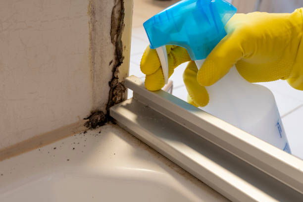 Best Attic Mold Remediation in Neillsville, WI