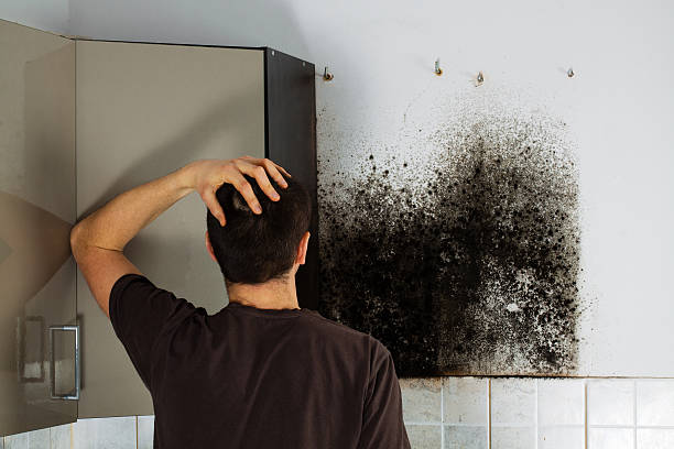 Best Black Mold Remediation in Neillsville, WI