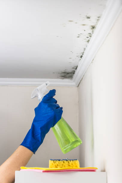 Best Bathroom Mold Remediation in Neillsville, WI