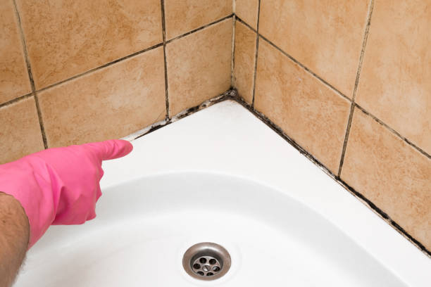 Best Bathroom Mold Remediation in Neillsville, WI